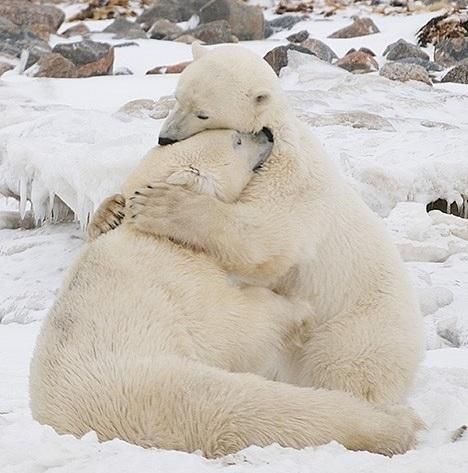 You are currently viewing O abraço de urso